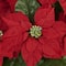16.5" Potted Poinsettia in White Washed Planter